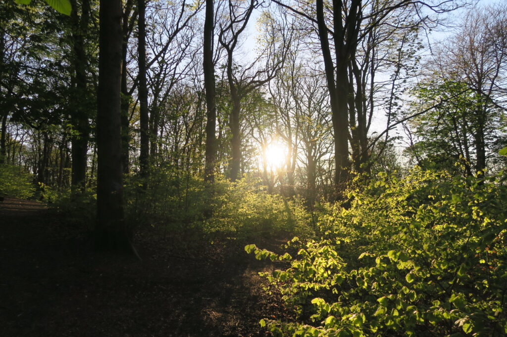 Sunset through the trees in 2020