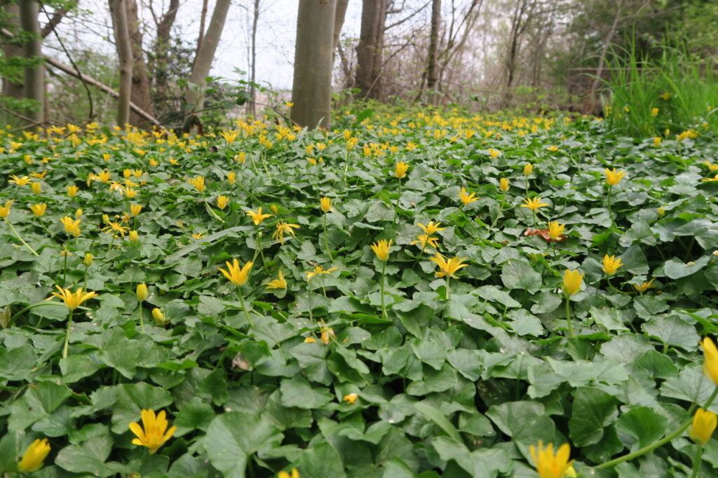 A carpet of yellow flowers
