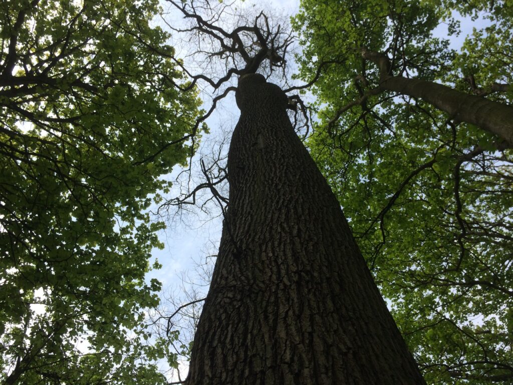 A dead tree surrounded by green leaves