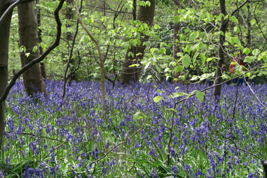 A carpet of bluebells