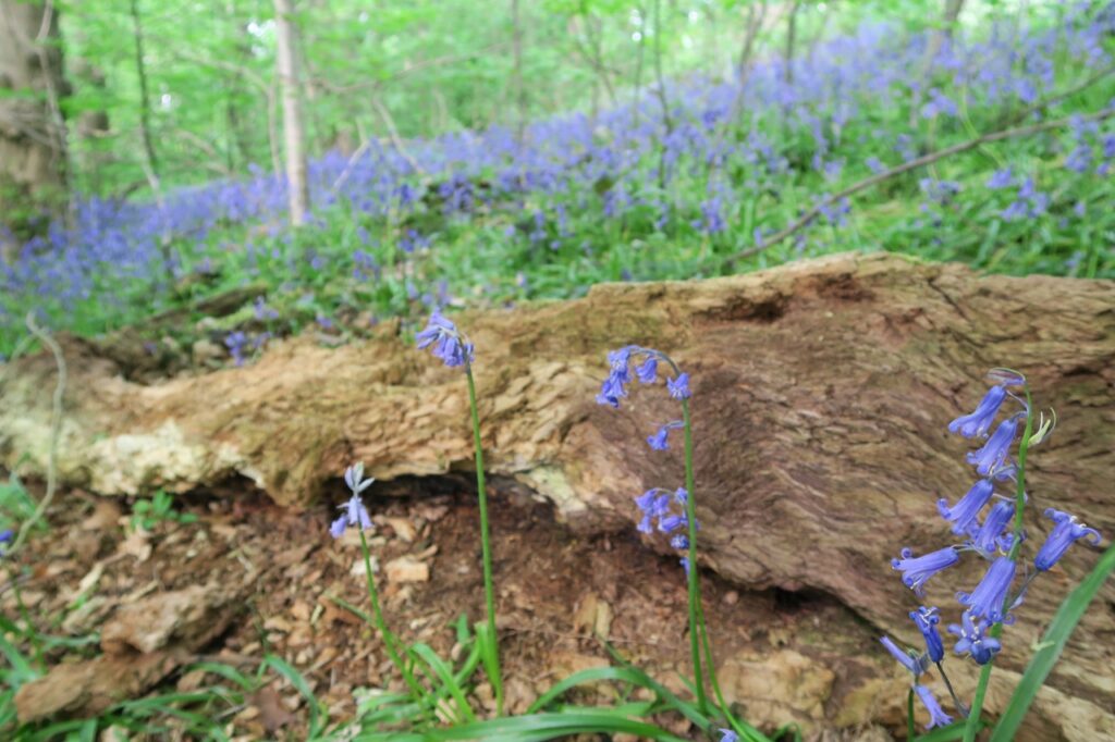 Bluebells growing next to a fallen rotting tree trunk