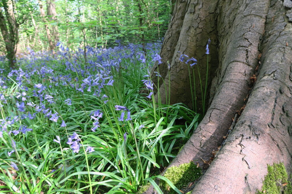 Bluebells and the foot of a big tree