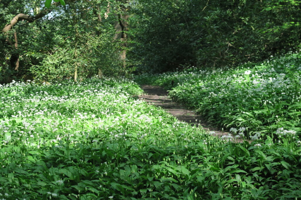 Carpet of Wild Garlic