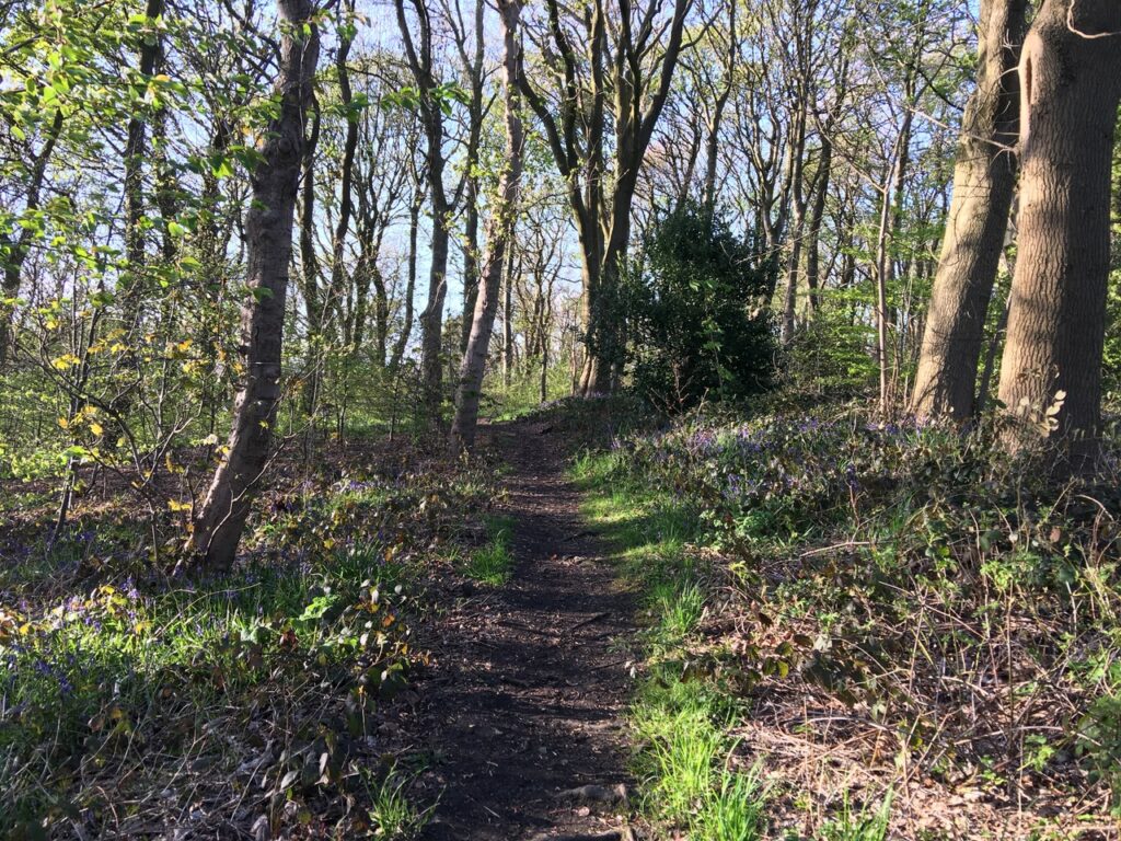 Woodland Path with trees either side