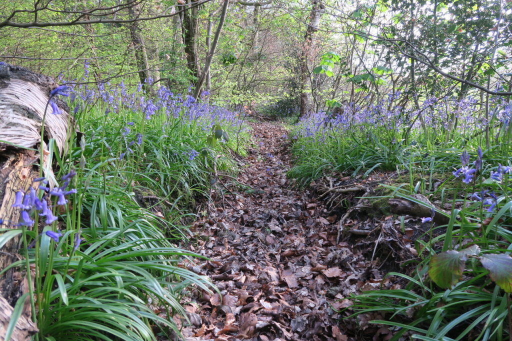 Image of a woodland path with bluebells either side
