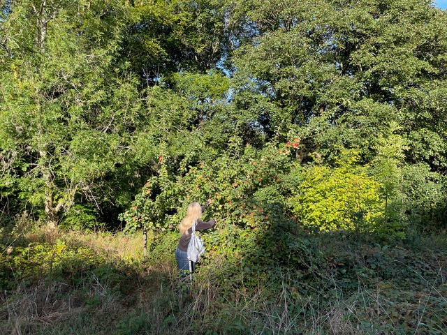 Photo of Louise picking apples from a tree heavy with apples in the sunshine